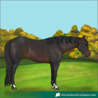 Horse Color:Brown 