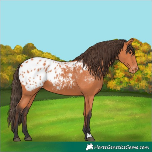 Horse Color:Bay Appaloosa 