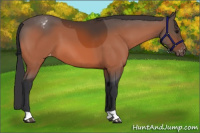 Horse Color:Bay Varnish 