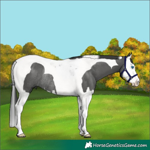 Horse Color:Black Splash Tobiano Rabicano 