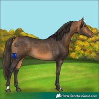 Horse Color:Buckskin 