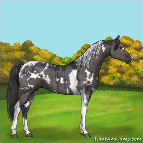 Horse Color:White Spotted Grullo Tobiano Brindle