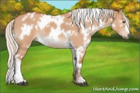 Horse Color:White Spotted Silver Bay Dun