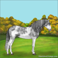 Horse Color:White Spotted Blue Roan Splash Frame Appaloosa 