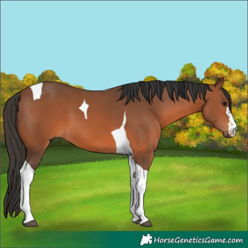 Horse Color:Bay Tobiano 