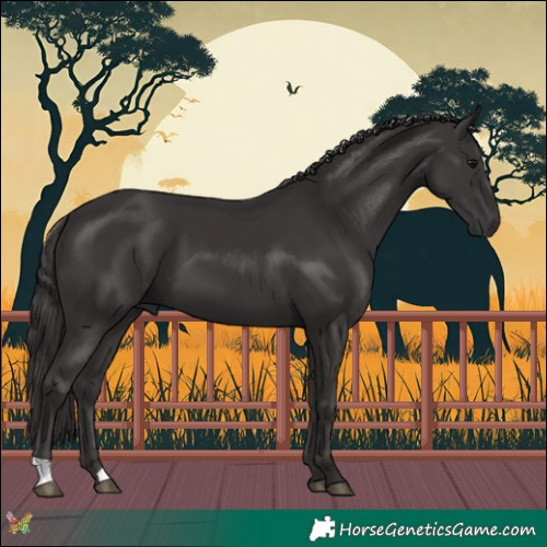 Horse Color:Smoky Black 