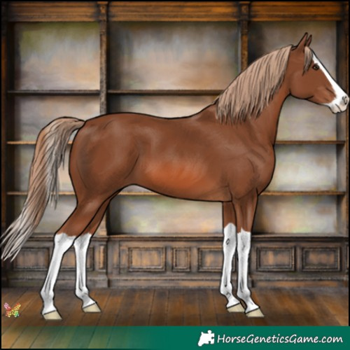Horse Color:Chestnut Splash 