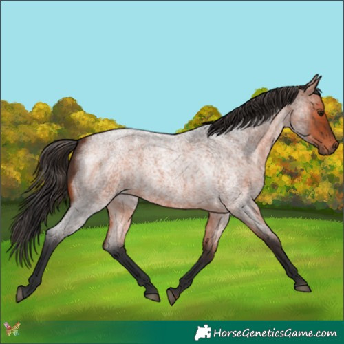 Horse Color:Bay Roan 