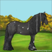 Horse Color:White Spotted Black 