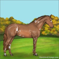 Horse Color:White Spotted Chestnut 