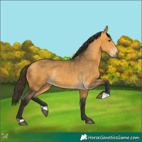 Horse Color:Buckskin Rabicano 
