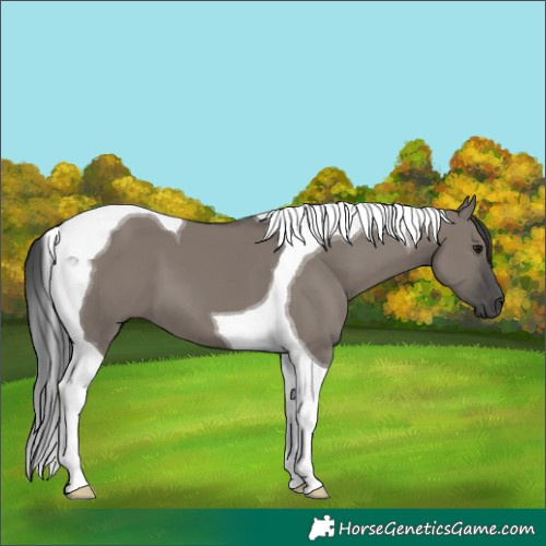 Horse Color:Grullo Tobiano