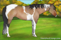 Horse Color:Brown Dun Tobiano 