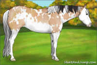 Horse Color:White Spotted Bay Dun Splash Rabicano 