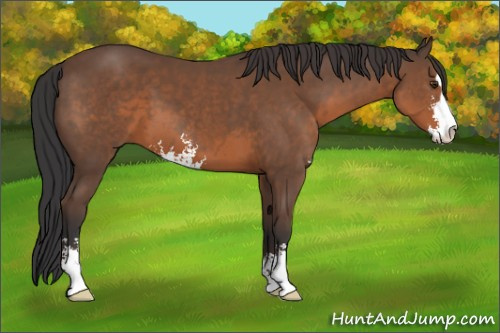 Horse Color:Bay Sabino 