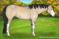 Horse Color:Brown Dun Sabino 