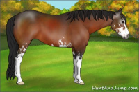 Horse Color:Gray Bay Sabino 
