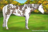 Horse Color:White Spotted Silver Black Splash Appaloosa 