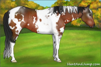 Horse Color:Gray White Spotted Brown Tobiano Rabicano 