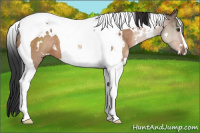 Horse Color:White Spotted Brown Dun Tobiano 
