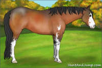 Horse Color:Brown Sabino 