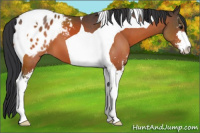 Horse Color:Bay Sabino Tobiano Appaloosa 