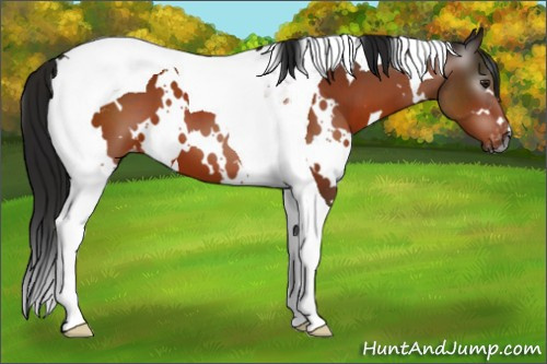 Horse Color:Gray White Spotted Brown Tobiano Appaloosa 