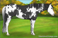 Horse Color:White Spotted Black Sabino Splash 