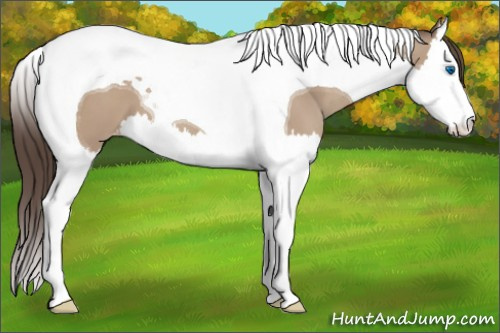 Horse Color:Classic Champagne Splash Tobiano Appaloosa 