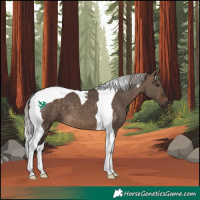 Horse Color:Silver Brown Dun Tobiano 