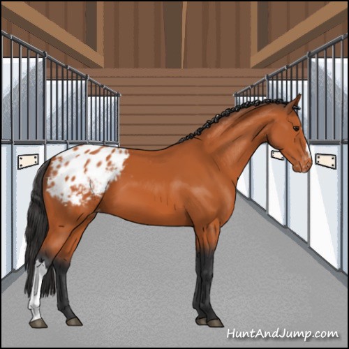 Horse Color:Bay Appaloosa 