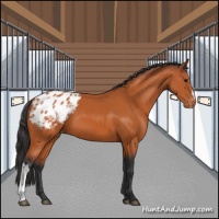 Horse Color:Bay Appaloosa 