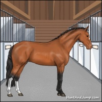 Horse Color:Bay Appaloosa 