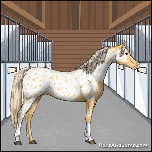 Horse Color:Palomino Near Leopard 