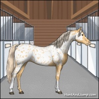 Horse Color:Palomino Near Leopard 