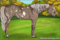 Horse Color:White Spotted Silver Grullo Brindle 