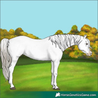 Horse Color:Liver Red Roan Appaloosa 