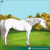 Horse Color:Liver Red Roan Appaloosa 