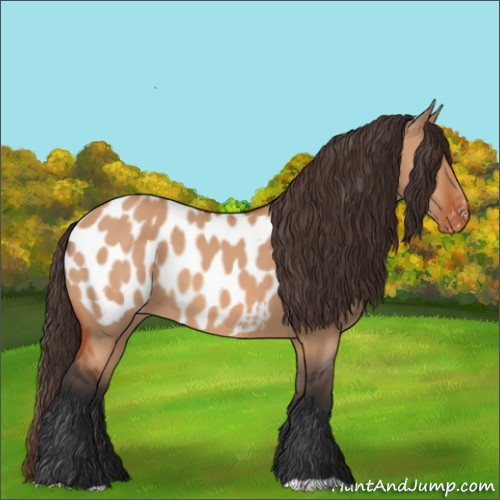 Horse Color:Bay Dun Appaloosa 