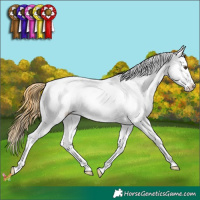 Horse Color:Buckskin Dun Appaloosa