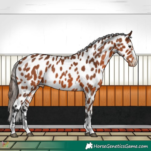 Horse Color:Bay Appaloosa Rabicano 