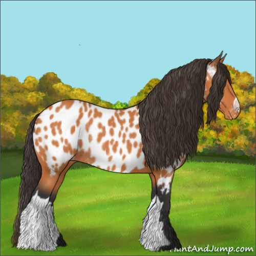 Horse Color:Bay Appaloosa Rabicano