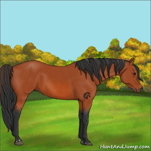 Horse Color:Bay Sabino Rabicano and Bay Sabino Rabicano