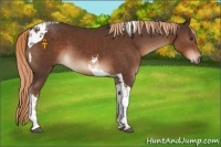 Horse Color:Liver Chestnut Tobiano 