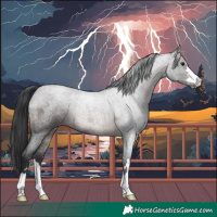 Horse Color:Brown Roan
