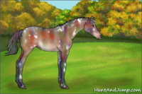 Horse Color:Nacre White Spotted Bay Sabino 