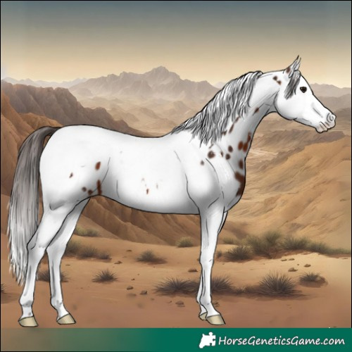 Horse Color:Brown Sabino Splash Tobiano Appaloosa
