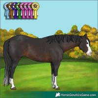 Horse Color:Brown Splash 