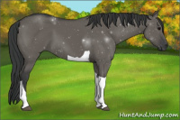 Horse Color:Grullo Tobiano 