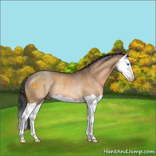 Horse Color:Brown Dun Splash Rabicano 